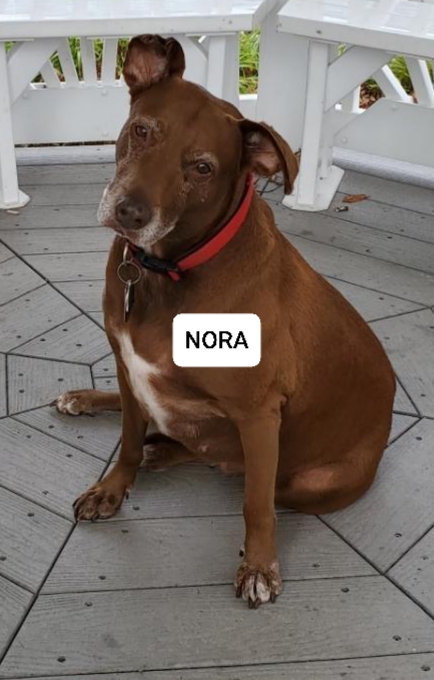 Image of Nora, Lost Dog
