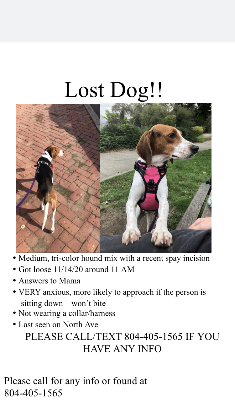 Image of Pudding, Lost Dog