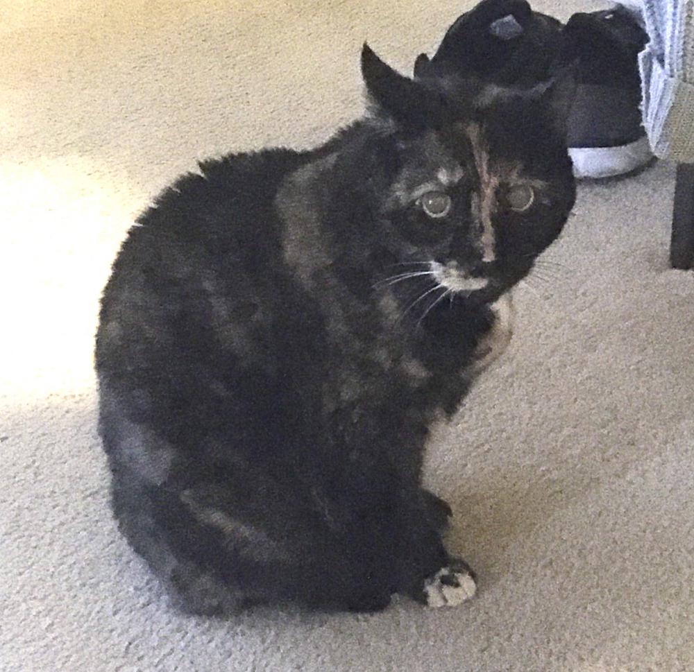 Image of Zoe, Lost Cat