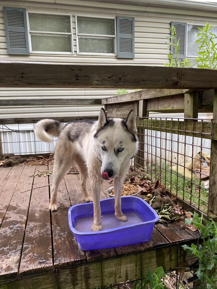 lost dog teddy