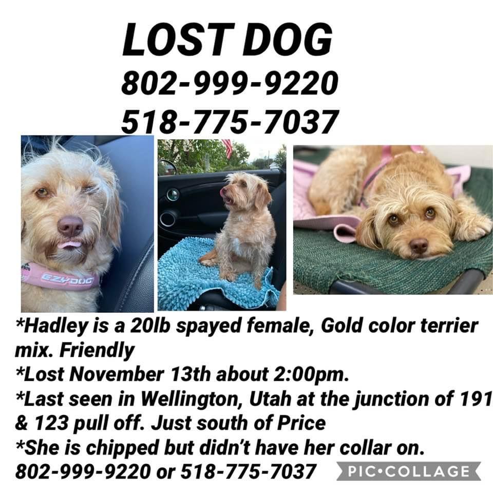 Image of Hady, Lost Dog