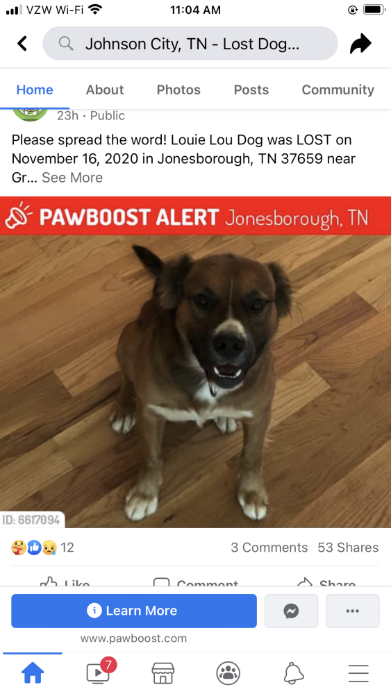 Image of Louie (Lou Dog), Lost Dog