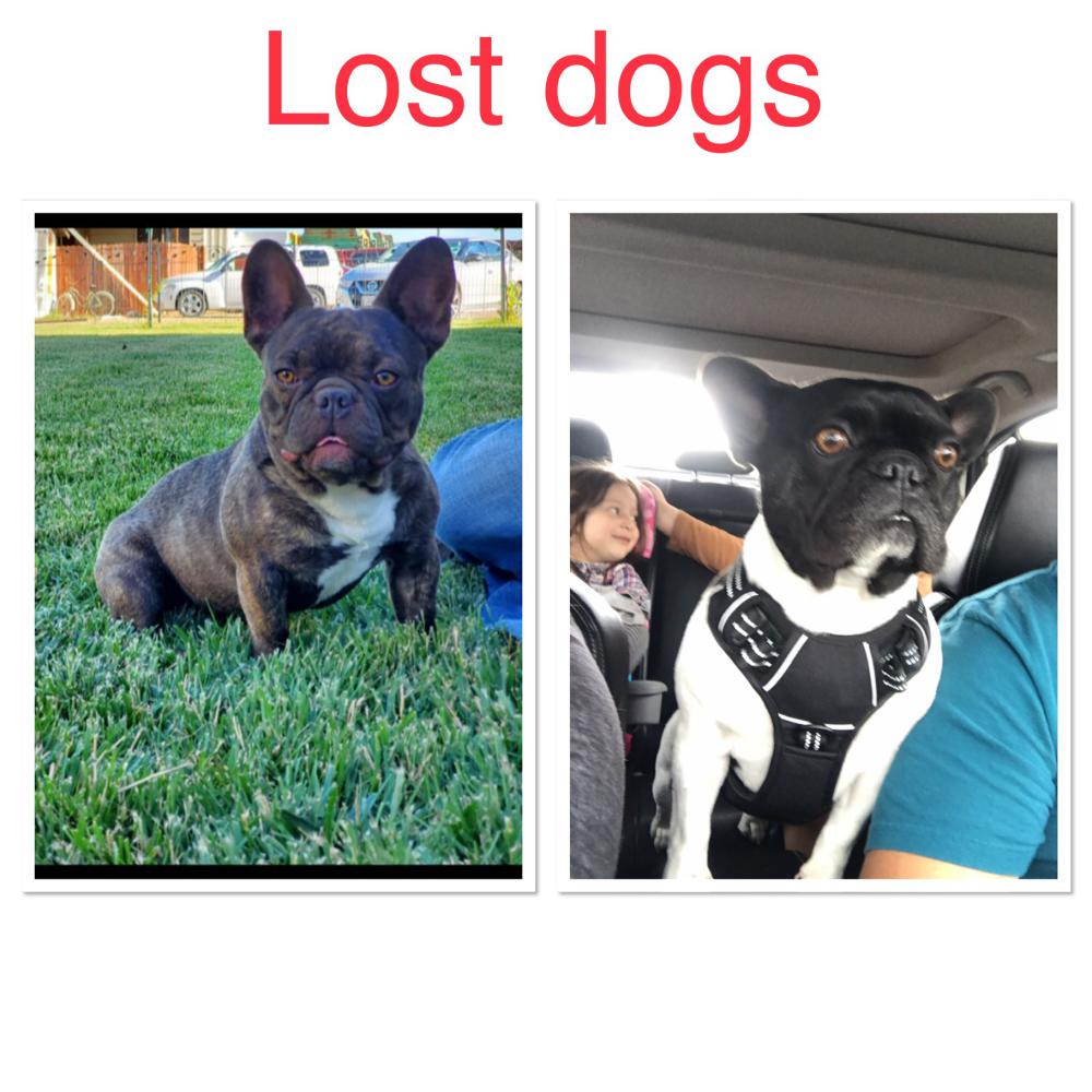 Image of Max and daisy, Lost Dog
