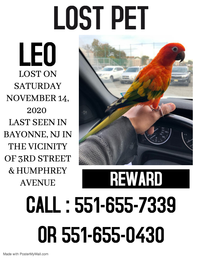 Image of Leo, Lost Bird