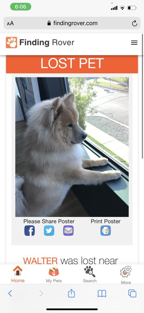 Image of Walter, Lost Dog