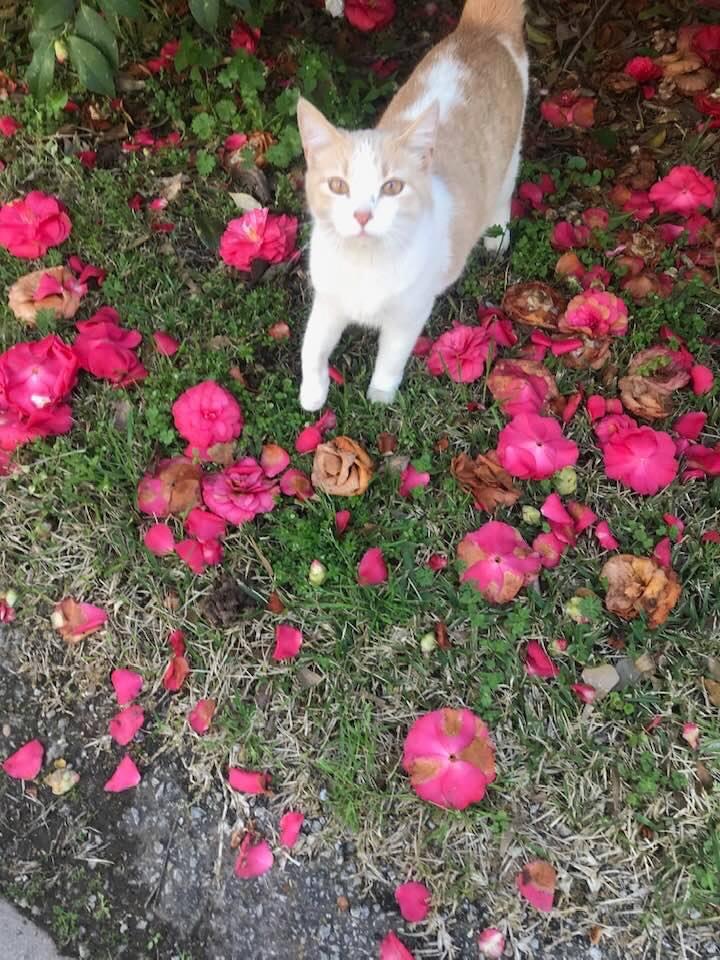 Image of Sasha, Lost Cat