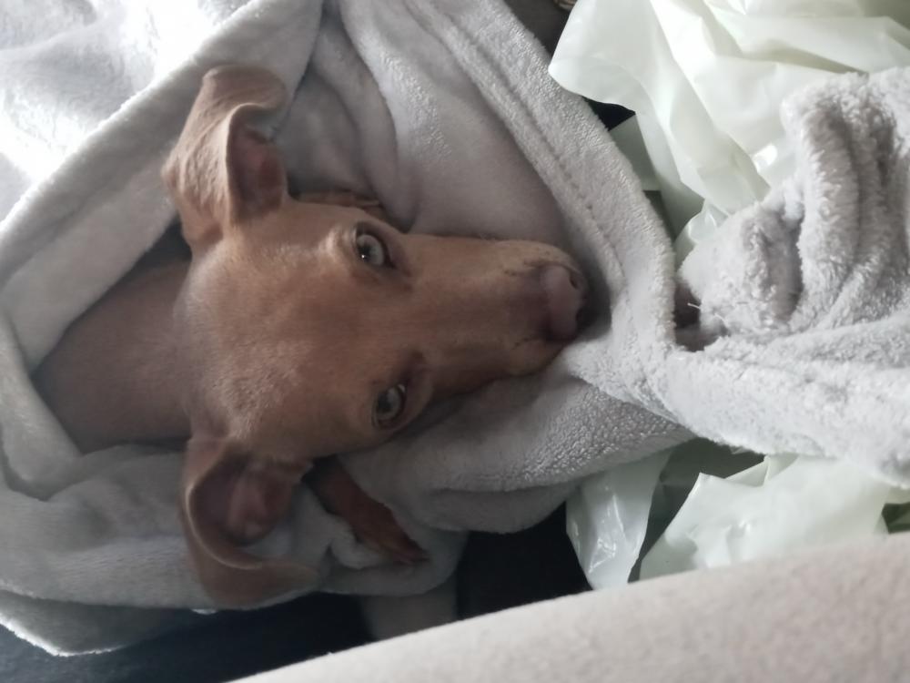 Found Dog Chihuahua in SACRAMENTO, CA - Lost My Doggie