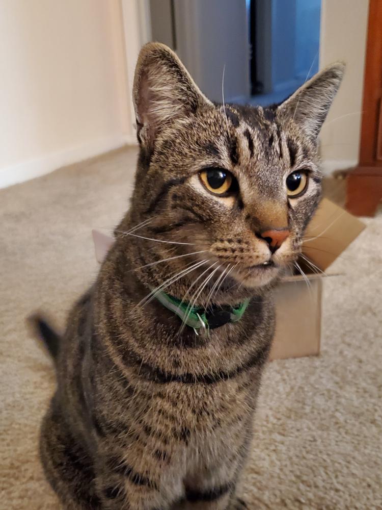 Image of Mordecai (Mordy), Lost Cat