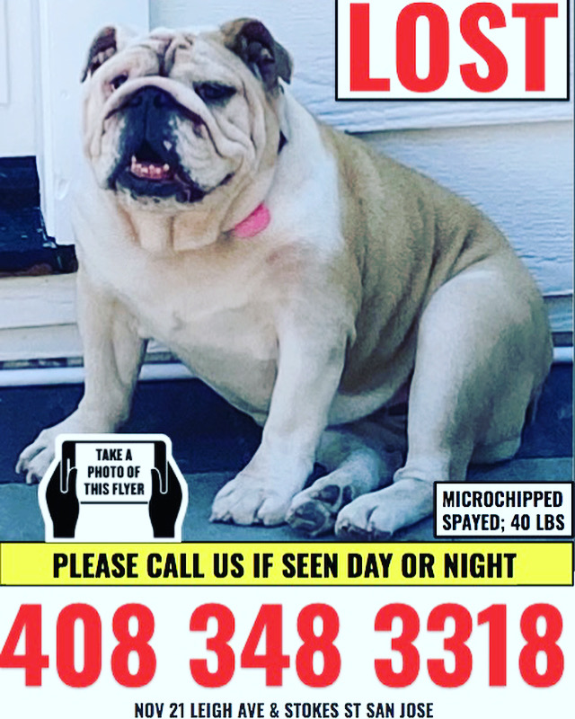 Image of MOLLY, Lost Dog
