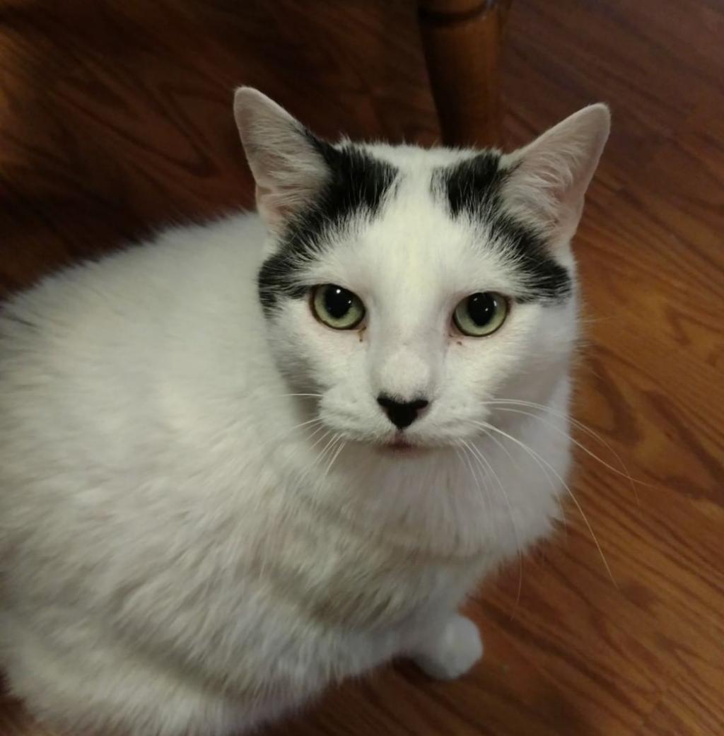 Image of Iggy, Lost Cat