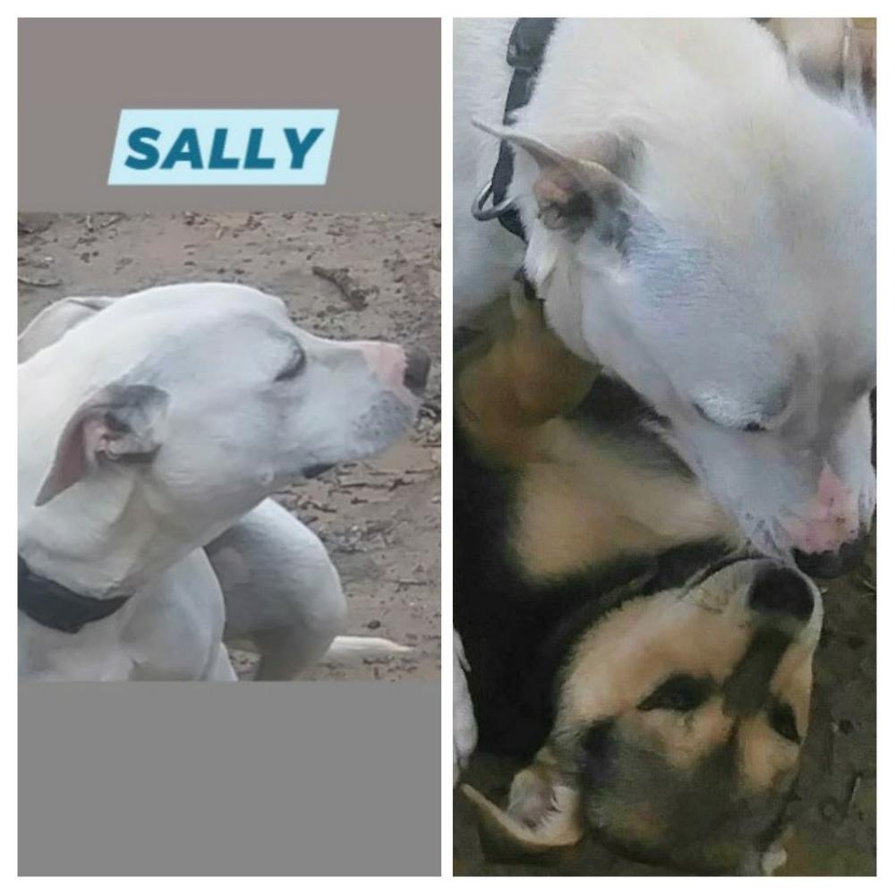 Image of Sally, Lost Dog