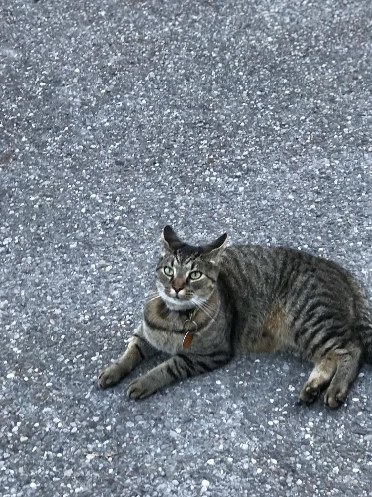 Image of Reggie, Lost Cat