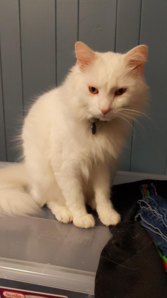Image of Albert, Lost Cat