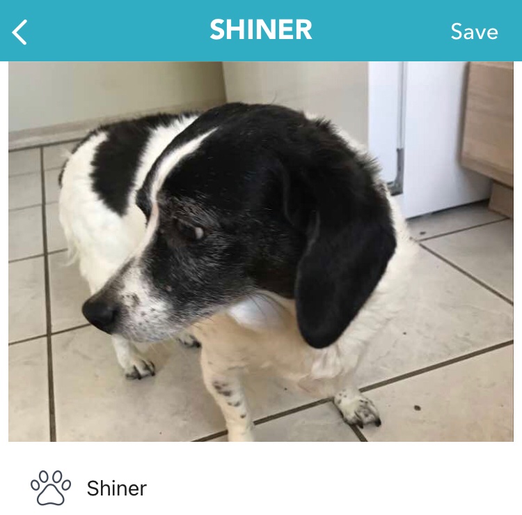Image of Shiner, Lost Dog