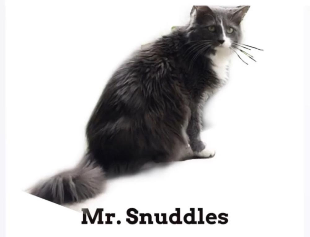 Image of Mr. Snuddles, Lost Cat