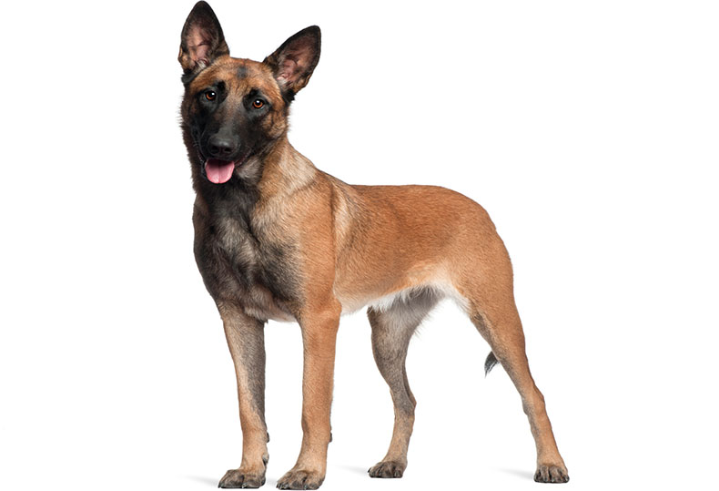 Image of zira, Lost Dog