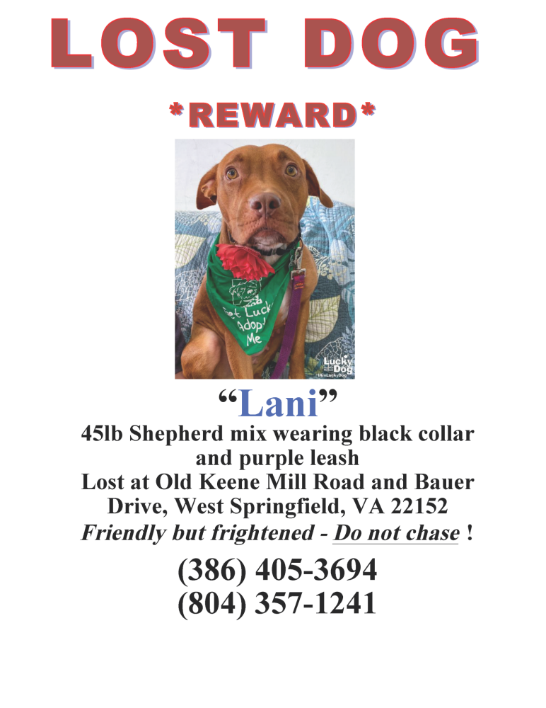 Image of Lani, Lost Dog