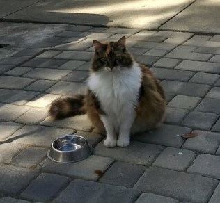 Image of Ms. Kitty, Lost Cat