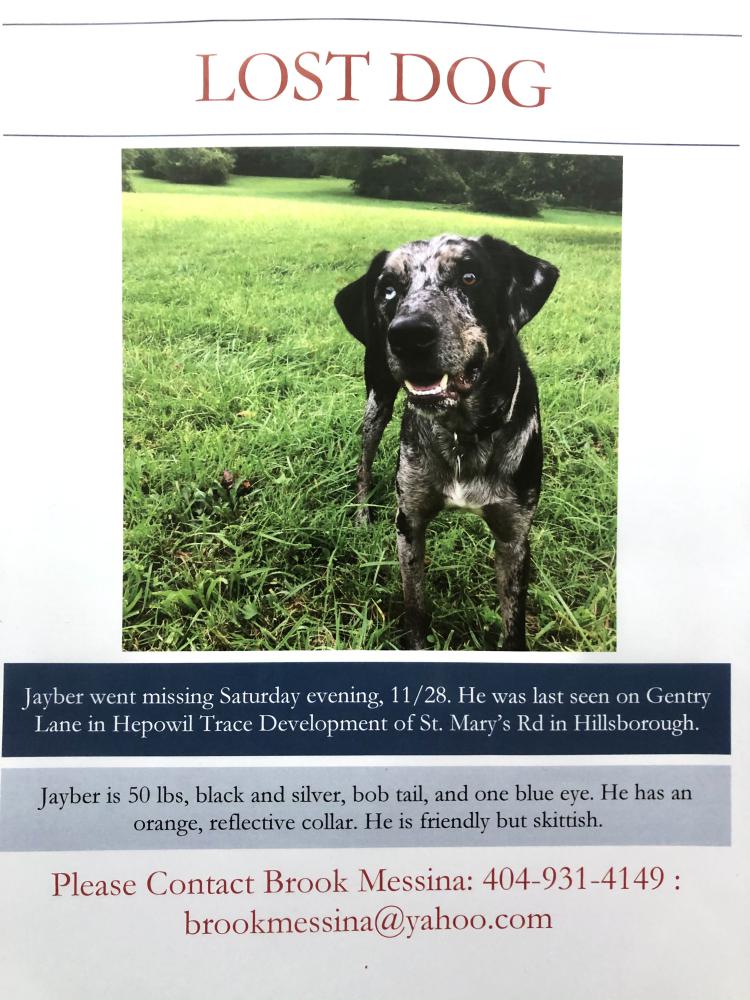 Image of Jayber, Lost Dog