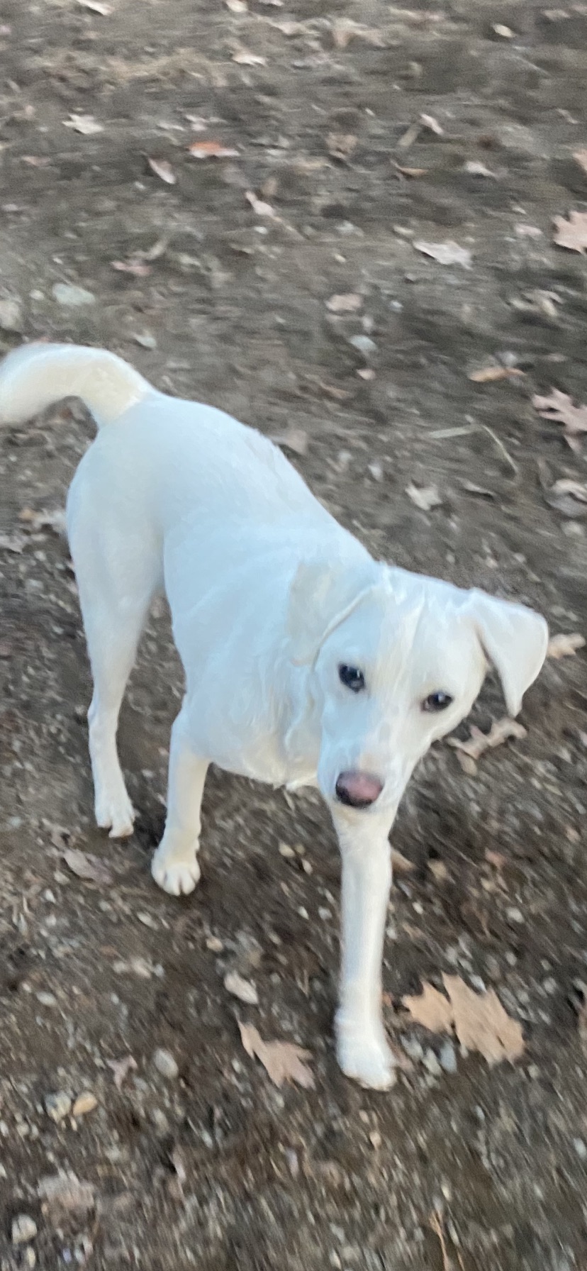 Image of Shamus, Lost Dog