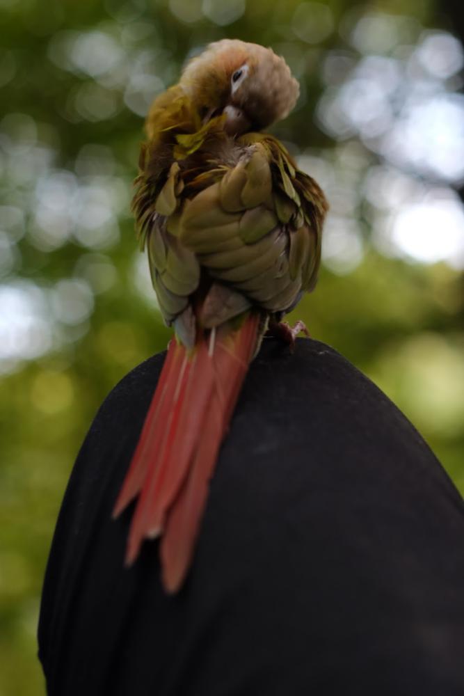 Image of Squishy, Lost Bird