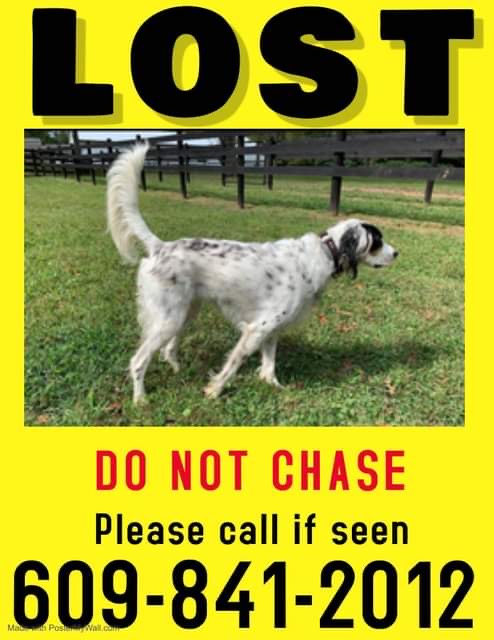 Image of Bessie, Lost Dog