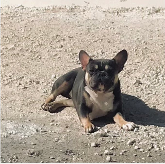 Image of Mina, Lost Dog