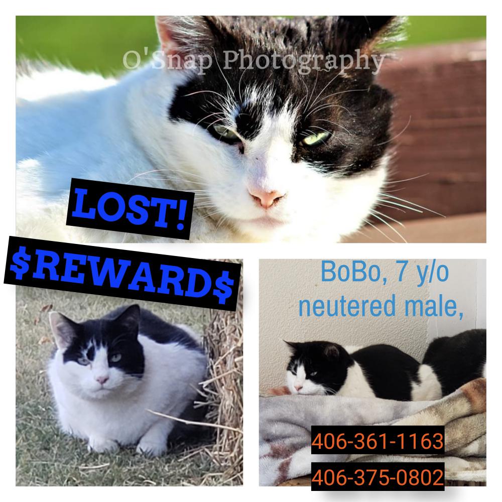 Image of Bobo, Lost Cat