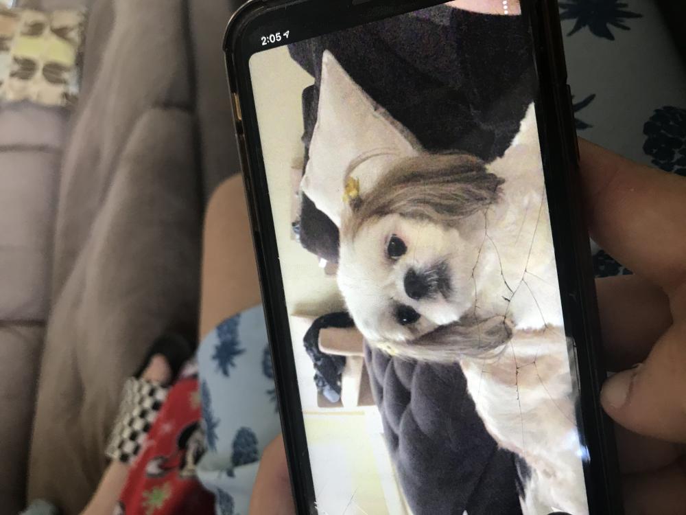 Image of candy, Lost Dog