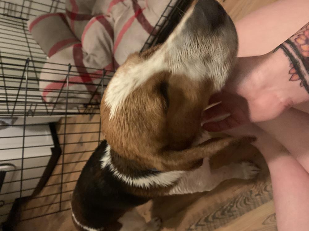 Image of Unknown-beagle, Found Dog