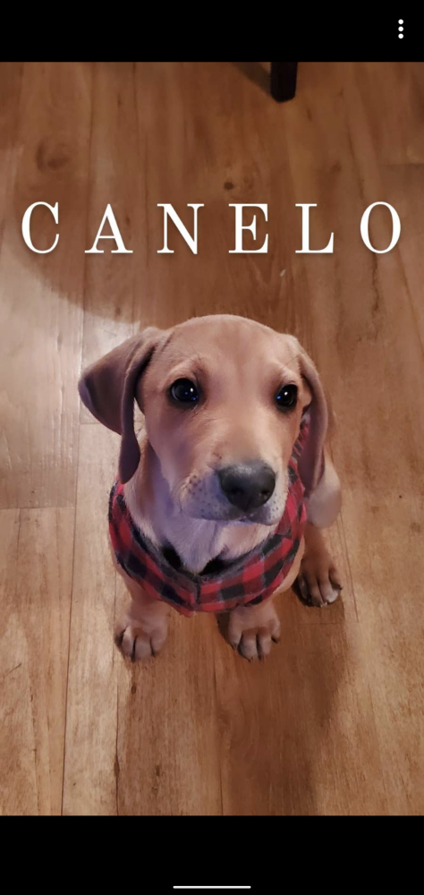 Image of Canelo, Lost Dog