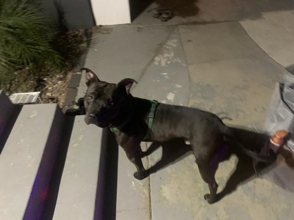Image of Pitbull, Found Dog
