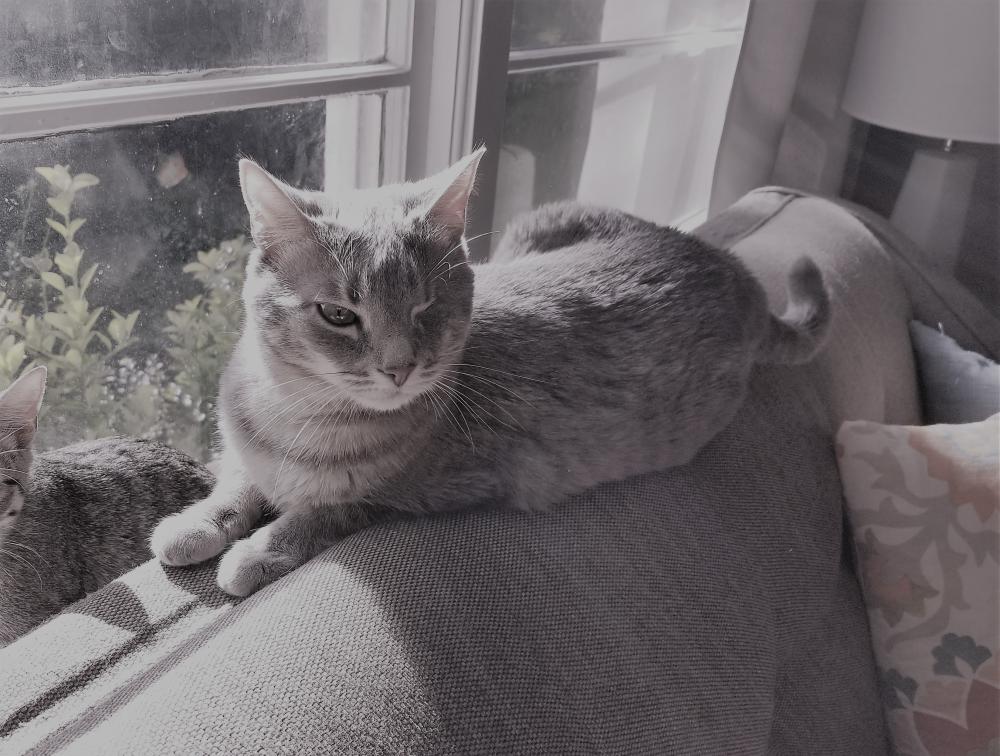Image of Maddy, Lost Cat