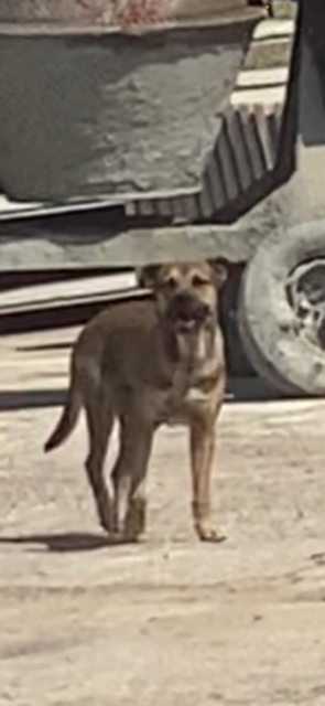Image of Meyer, Lost Dog
