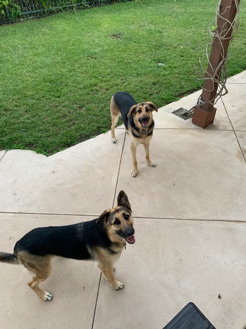 Image of coco and oso, Lost Dog