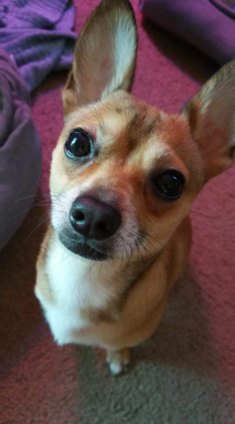 Image of Peeta, Lost Dog