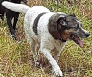 Image of Gizzard, Lost Dog