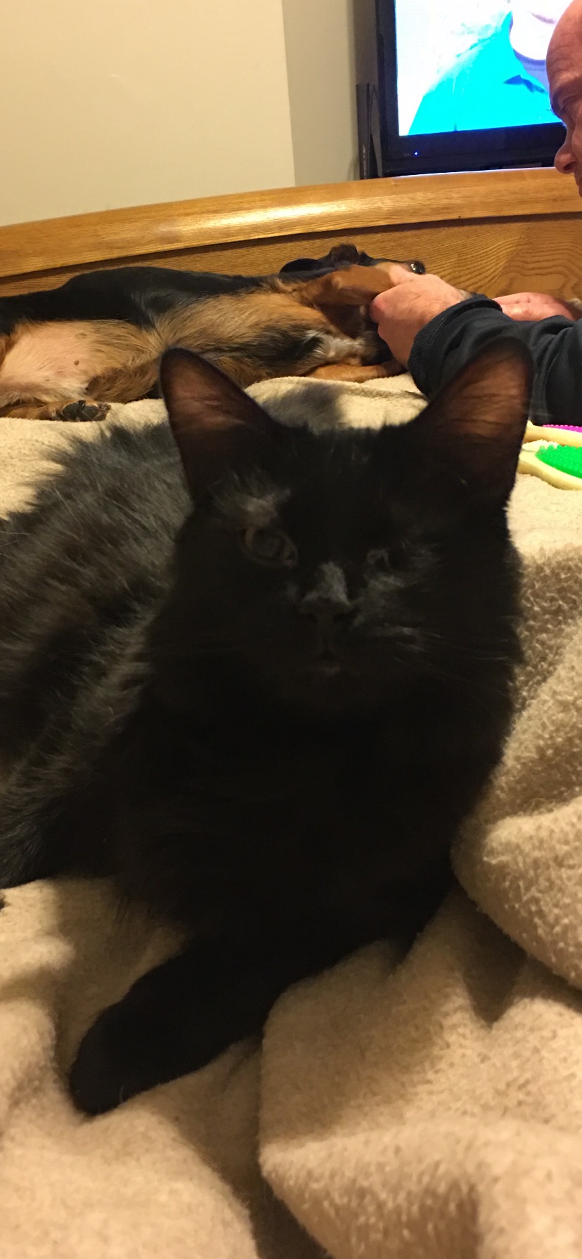 Image of Willie, Lost Cat
