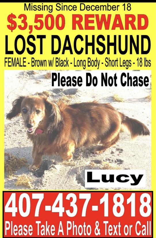 Image of Lucy Lu, Lost Dog