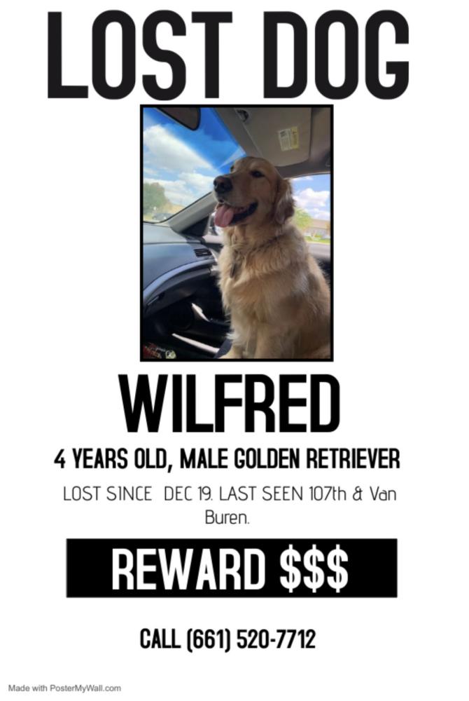 Image of Wilfred, Lost Dog