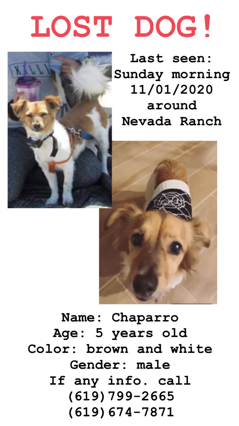 Image of Chaparro, Lost Dog