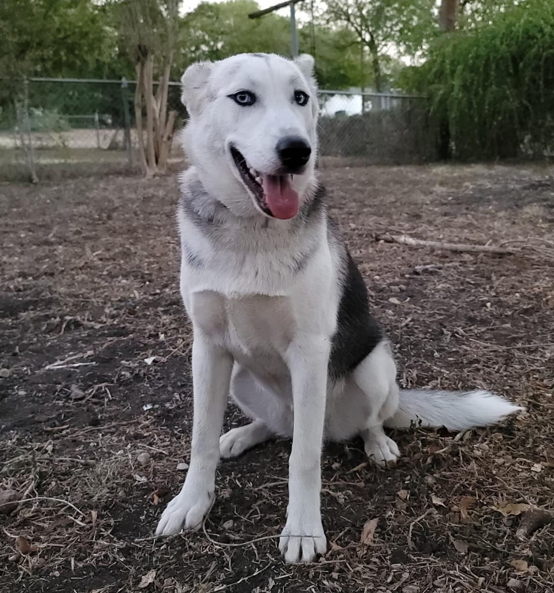 Image of Kira, Lost Dog