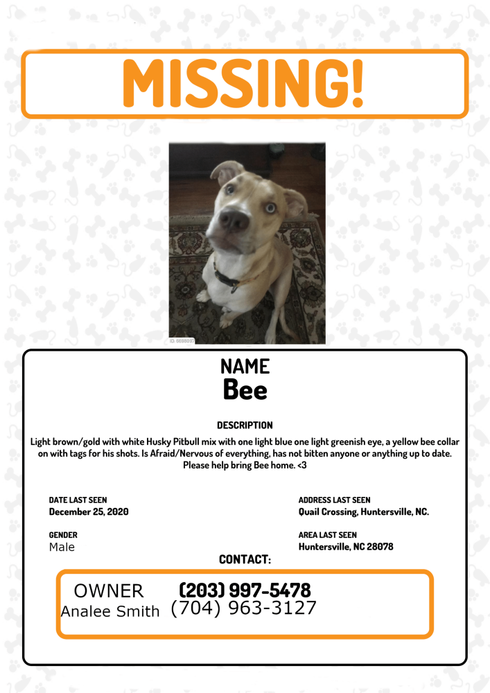 Image of Bee, Lost Dog