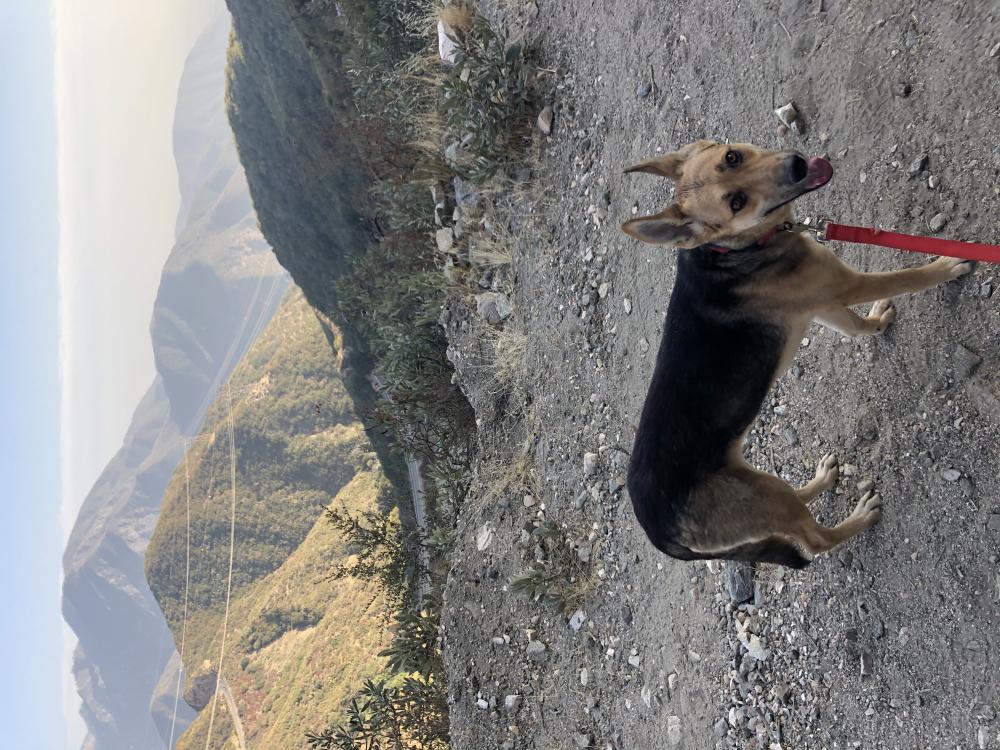 Image of Vela, Lost Dog
