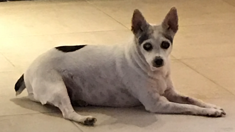 Image of Chiqui, Lost Dog