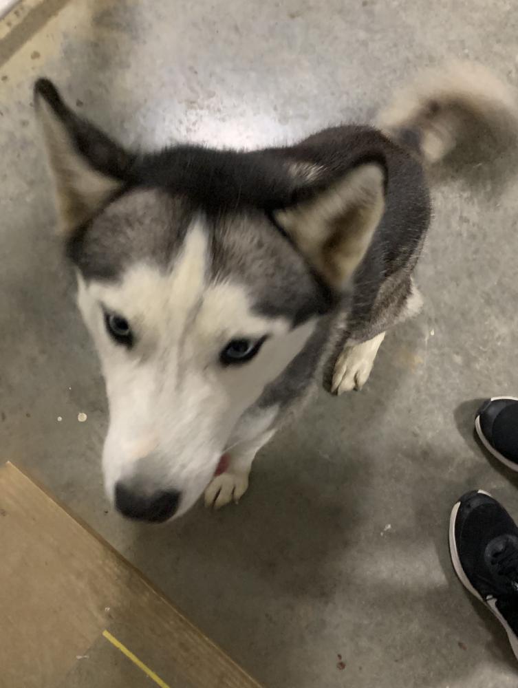 Image of Unknown Husky, Found Dog