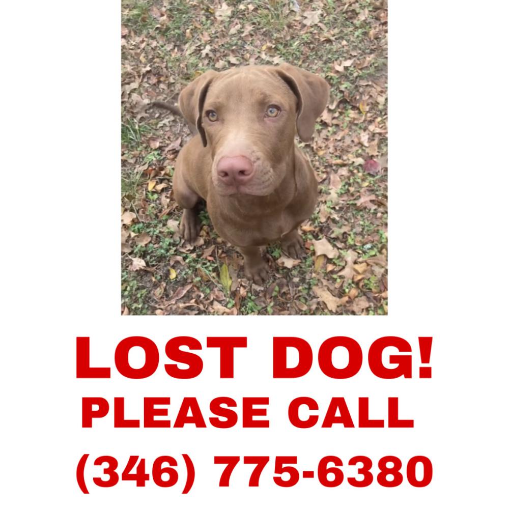 Image of Rusty, Lost Dog