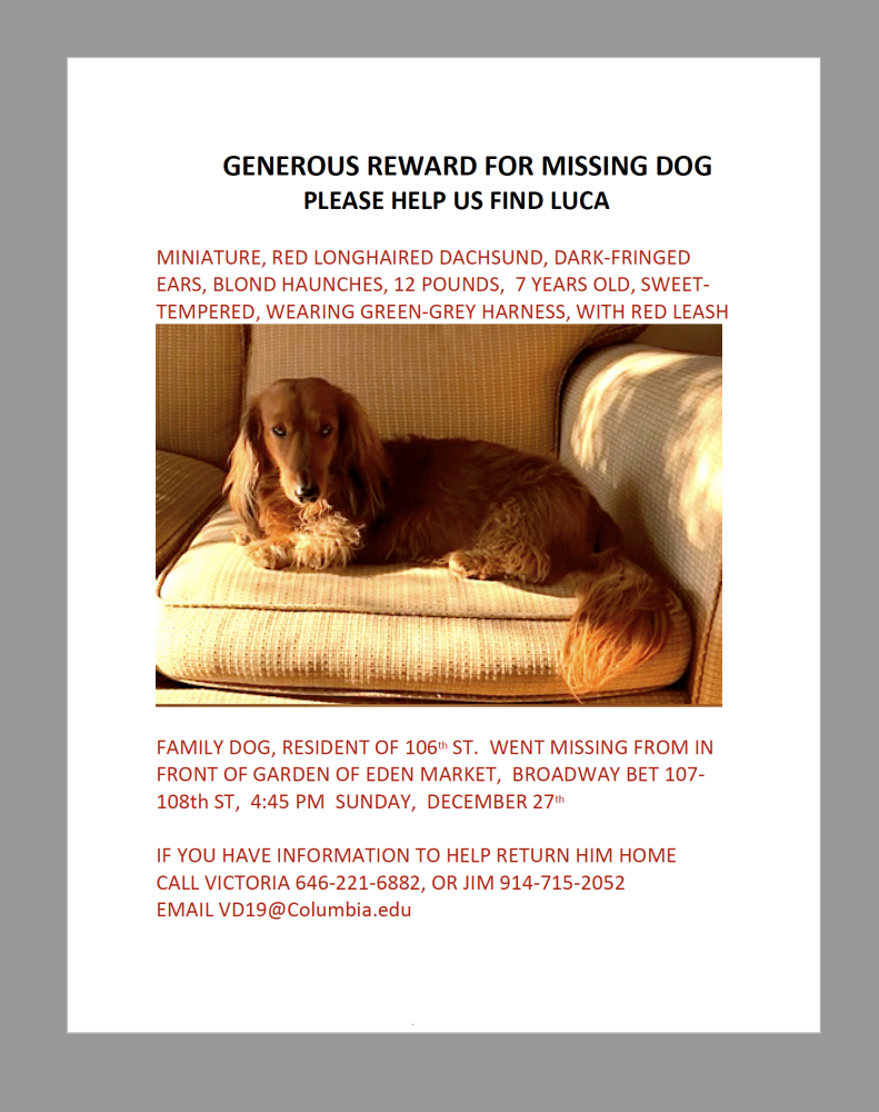 Image of luca, Lost Dog
