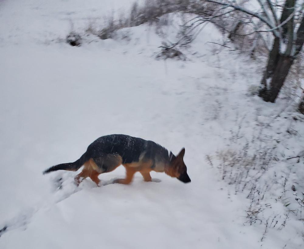 Image of Cheyenne, Lost Dog