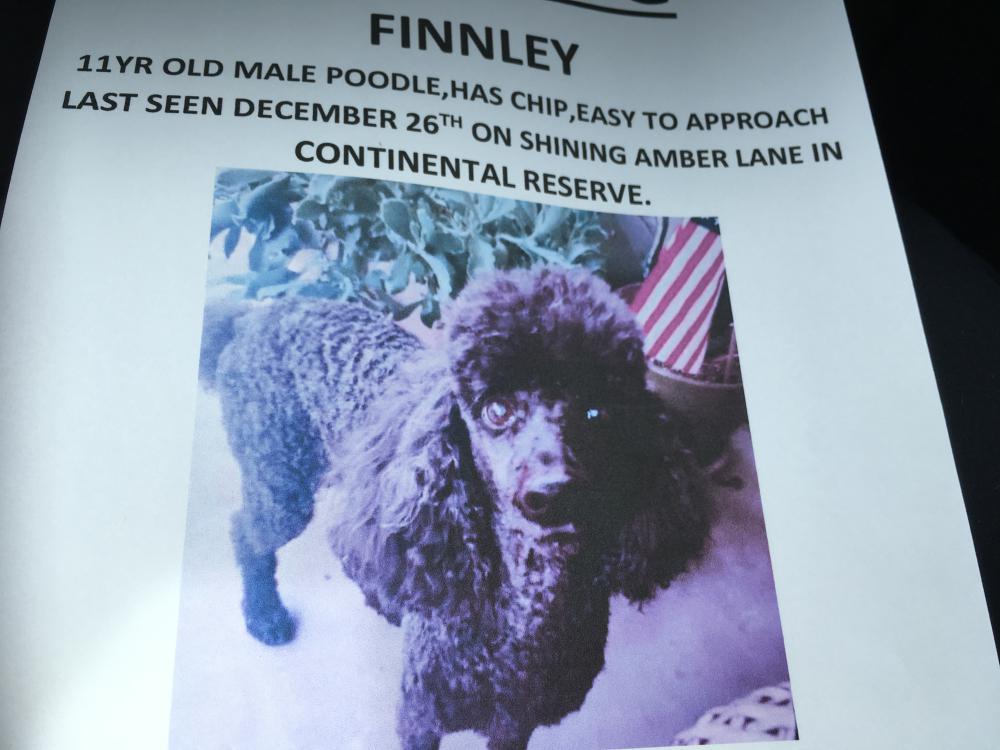 Image of Finnley, Lost Dog
